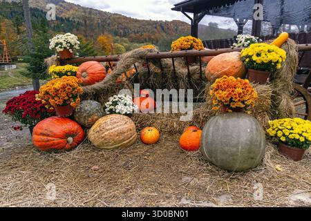 Bunte Herbsternte mit Kürbissen und Blumen. Ein festliches Herbstarrangement im Freien mit großen Kürbissen, lebhaften Töpfen Stockfoto