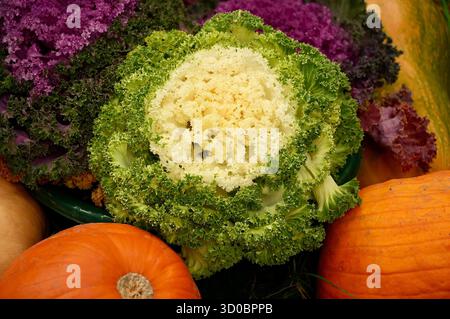 Kohl und Kürbis in einem Korb auf dem Hintergrund von Kürbissen Stockfoto