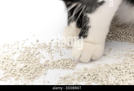 Eine flauschige schwarz-weiße Katze berührt sanft das Katzenstreugranulat mit ihrer Pfote. Helles saugfähiges Material in einem sanft beleuchteten Raum. Stockfoto