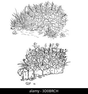 Üppiger Busch mit Laub und einem Steinzaun, Skizze. Vektorabbildung. Set aus Gräsern und Wildblumen im Park, hervorgehoben auf einem weißen Ba Stock Vektor