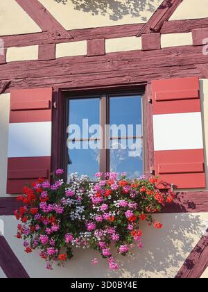 Nahaufnahme eines traditionellen Fachwerkfensters mit rot-weißen Fensterläden und einem lebendigen Blumenkasten mit blühenden Rosa-, Rot- und Weißtönen Stockfoto