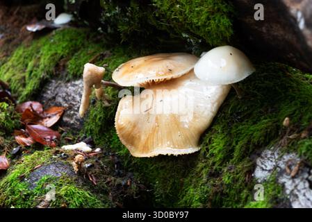 Pilze wachsen auf einem moosigen Baumstamm in einem feuchten Wald. Stockfoto