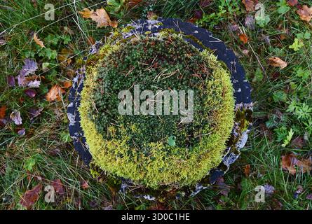 Ein Blick von oben auf einen Steintopf, der mit einem dichten Teppich aus Moos und verstreuten Kiefernnadeln bedeckt ist. Um sie herum sind Gras und herabfallende Herbstblätter. Stockfoto