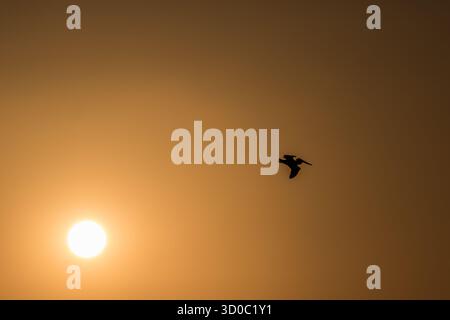 Religiöses Osterkonzept: Silhouette Vögel fliegen auf Wiese Herbst Sonnenaufgang Landschaft Hintergrund Stockfoto