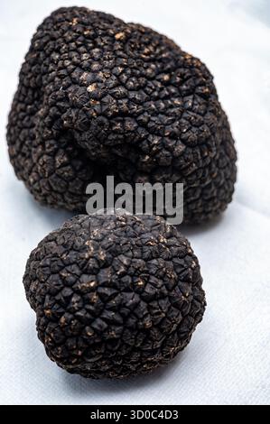 Köstliche Pilze, frische schwarze Sommertrüffelpilze aus Italien für die Zubereitung von Trüffelgerichten mit leckerem Aroma, kulinarisches Restaurant in Frankreich Stockfoto
