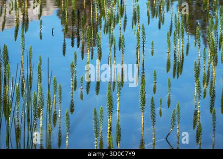 Reflektierender Wasserschachtelhalm aka Mares Tail in den östlichen Sierra Nevada Mountains bei Mammoth Lakes California. Stockfoto