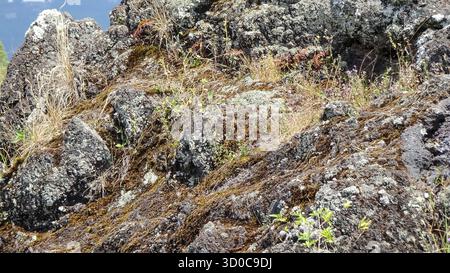Details aus nächster Nähe des Lavasteins, das mit Flechten, Moos und Gräsern bedeckt ist, heben die strukturierte Oberfläche und das natürliche Wachstum auf vulkanischem Gelände hervor. Stockfoto