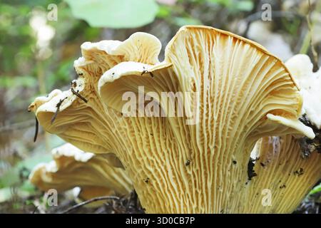 Detail der Kiemen eines weißen Pfifferlings, Cantharellus subalbidus, der wild auf dem Waldboden in den Kaskadengebirgen von Oregon Alon wächst Stockfoto