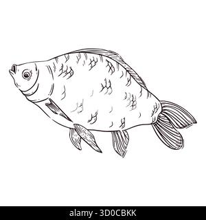 Ein Kreuzkarpfen, ein Flussfisch, handgezeichnet in Tinte und in Vektor umgewandelt. Die Abbildung eignet sich zum Bedrucken von Fischereiprodukten und zum Dekorieren Stock Vektor