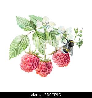 Himbeerzweig, Beeren, grüne Blätter, weiße Blüten und Hummel. Handgezeichnete Aquarellillustration. Vektor-Clip-Art für Saft, Marmelade und Marmelade Stock Vektor