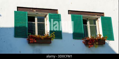 Nahaufnahme von zwei alten Fenstern mit grünen Fensterläden und Blumenkästen mit orangefarbenen Blumen auf einer weißen Stuckwand im Sonnenlicht Stockfoto