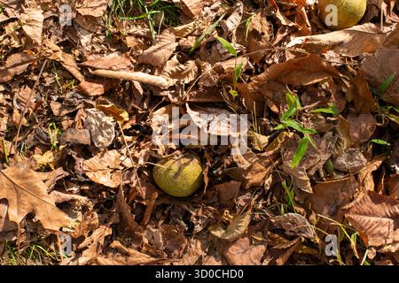 Im Green Hill Park in Salem, Virginia, fließt der Roanoke River durch den Park und ist somit ein beliebter Erholungsort. Stockfoto
