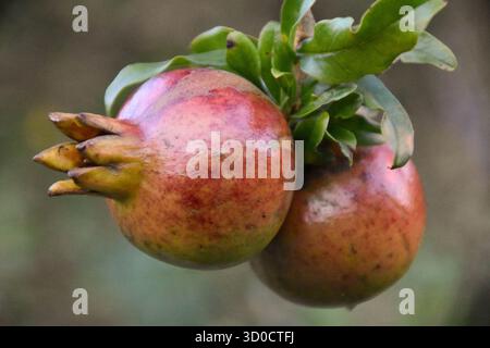 Nahaufnahme von zwei Granatäpfeln, die an ihrem Baum hängen Stockfoto