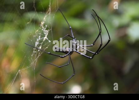 Eine mattschwarze riesige, goldene Weberspinne (Nephila pilipes), die ihr Netz dreht Stockfoto