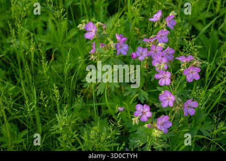 Deep Puprple of Geranium blüht gegen Deep Green Blätter im Yellowstone National Park Stockfoto
