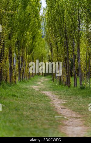 Wanderweg im Populuswald Stockfoto