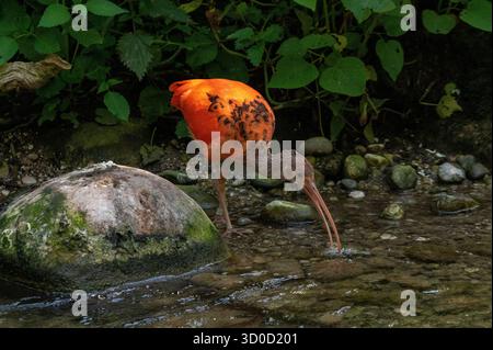 Scarlet Ibis (Eudocimus Ruber) Stockfoto