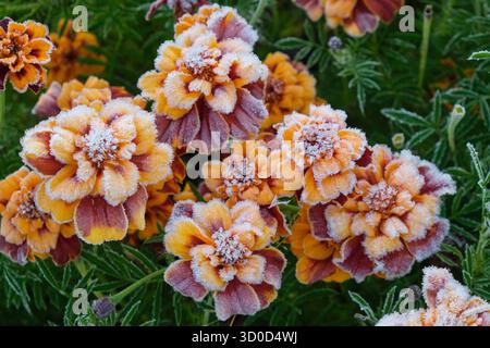 Tagetes Blumen bedeckt mit Raureif. Frost in der Herbstsaison. Stockfoto