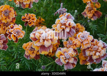 Tagetes Blumen bedeckt mit Raureif. Frost in der Herbstsaison. Stockfoto