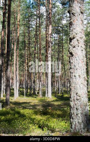 Üppige Waldlandschaft Sonnenlicht, das durch hohe Kiefern in einem grünen Wald strömt Stockfoto