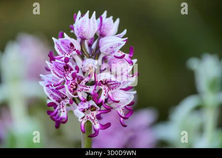 Rosafarbener Helm Orchidee, Orchis militaris, Korfu Trail, Korfu, Ionische Inseln, Griechenland Stockfoto
