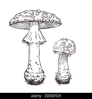 Vektor-Illustration Set, Waldfliege Agaren in verschiedenen Größen, handgezeichnet in Tinte und übersetzt in Vektor. Die Abbildung eignet sich perfekt zum Drucken Stock Vektor