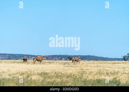 Wilde Kamele Dromedary (Camelus dromedarius) auf der Mitchell Grasebene in der Nähe von Winton, Queensland, Australien Stockfoto