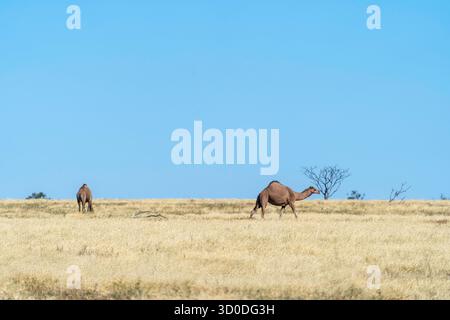 Wilde Kamele Dromedary (Camelus dromedarius) auf der Mitchell Grasebene in der Nähe von Winton, Queensland, Australien Stockfoto