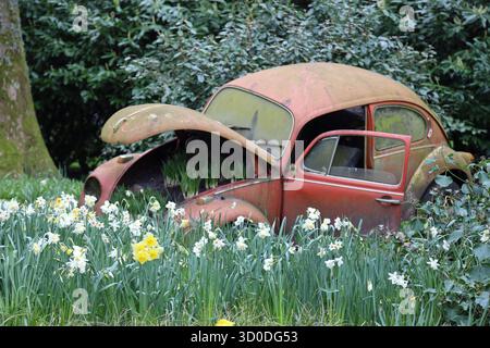 VW Käfer in Keukenhof, Tulpenshow, Garten, Windmühle, Amsterdam, Nord-Holland, Niederlande Stockfoto