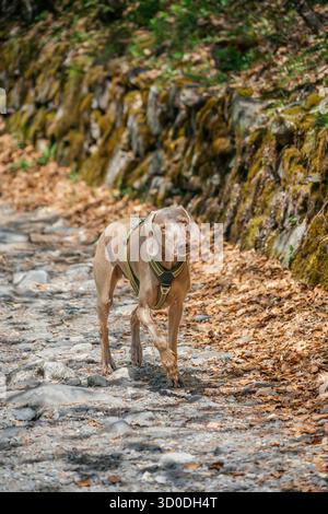 Weimaranerhund in einem Hartzeug auf einem felsigen, grünen Weg in den Bergen des Val d'Aran, Pyrenäen, Spanien Stockfoto