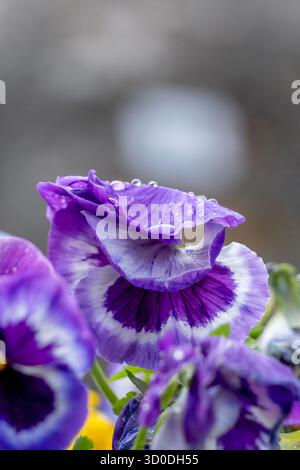 Nahaufnahme einer leuchtenden violetten und weißen Stiefmütterchenblume mit Wassertropfen auf den Blütenblättern, in einem Garten an einem bewölkten Tag Stockfoto
