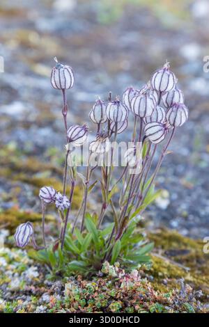 Nordalpinpink, Silene wahlbergella arcticum, Silene uralensis arcticum, blühend, Svalbard, Norwegen Stockfoto