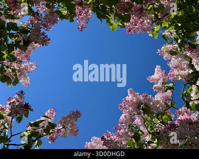 Lilafarbene Blüten blühen auf blauem Himmel. Stockfoto