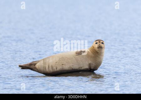 Seehunde, Phoca vitulina, adulte Seehunde auf einem Felsen, Svalbard, Norwegen Stockfoto