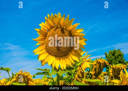 Sonnenblumen in Blüte, von Hummeln besucht, Bayern, Deutschland Stockfoto