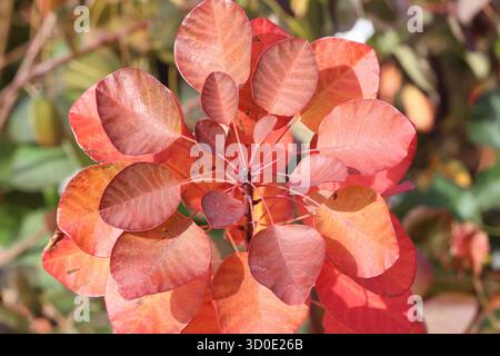 Wachstumspunkt mit vielen Blättern von Räucherstrauch mit leuchtender orange-roter Herbstfarbe. Cotinus coggygria Flamissimo („Mincofla20“) Stockfoto
