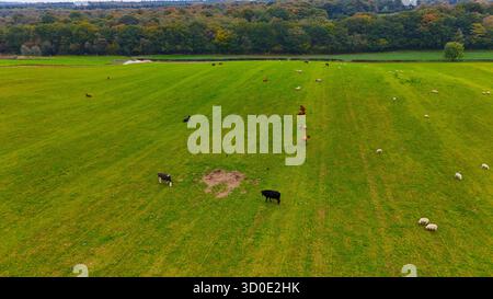 Aus der Vogelperspektive weidet das Vieh auf pulsierenden grünen Weiden unter einem dichten Walddach, dessen herbstliche Farbtöne eine malerische Szene darstellen, Kent, Großbritannien. Stockfoto