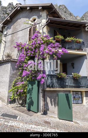 Bougainvillea blüht an der Seite eines Hauses in Limone sul Garda, Italien Stockfoto