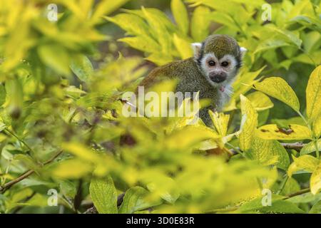 Eichhörnchen Affen in der Spitze eines Baumes Stockfoto