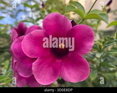 Eine markante, tiefe magentarote oder violette Blume mit gelbem Zentrum wird in Nahaufnahme mit einem weichen, unscharfen Hintergrund aus Blättern und Himmel erfasst. Allamanda b Stockfoto