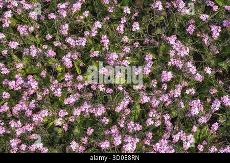 Phlox subulata blüht im Frühjahr Stockfoto