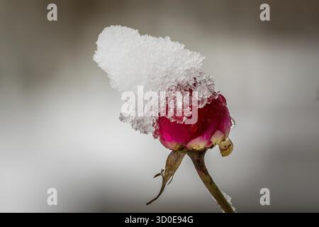 Rote Rose mit Schnee Stockfoto