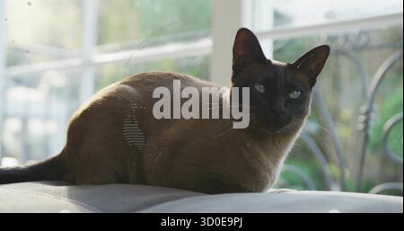 Liegender Siamkatze, der Körper auf grauem Kissen am Fenster des Wohnzimmers dehnt, grüner Laub dahinter Stockfoto
