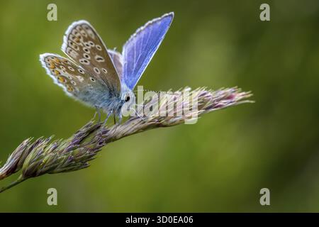 Blauer Schmetterling (Polyommatus icarus), der auf einem Grasstamm thront Stockfoto
