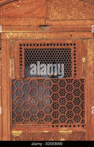 Zwei kleine Vögel ruhen auf einer kleinen Öffnung in Zafar Mahal im Red Fort. Aufgenommen in Neu-Delhi, Indien Stockfoto