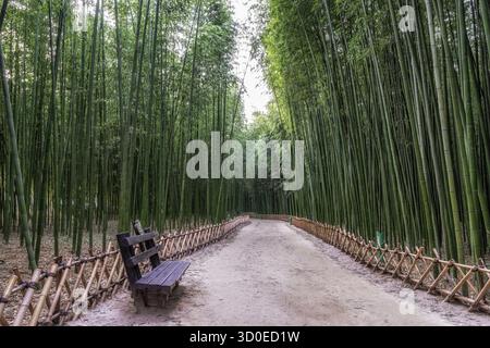 Eine Bank im Simnidaebat Bambuswald. Der berühmte Bambuswald im Ulsan Taehwagang River Grand Park hat ein ausgedehntes Bambusfeld, das die Gegend bedeckt Stockfoto