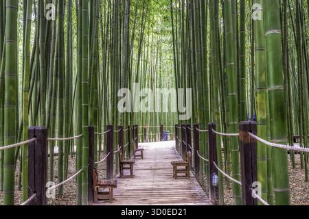Eine Bank im Simnidaebat Bambuswald. Der berühmte Bambuswald im Ulsan Taehwagang River Grand Park hat ein ausgedehntes Bambusfeld, das die Gegend bedeckt Stockfoto