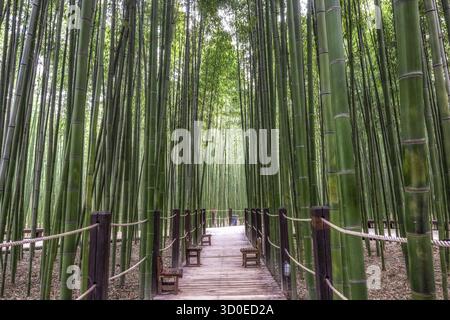 Eine Bank im Simnidaebat Bambuswald. Der berühmte Bambuswald im Ulsan Taehwagang River Grand Park hat ein ausgedehntes Bambusfeld, das die Gegend bedeckt Stockfoto