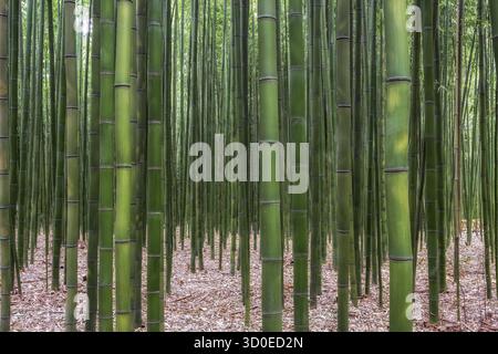 Simnidaebat Bambuswald. Der berühmte Bambuswald im Ulsan Taehwagang River Grand Park hat ein ausgedehntes Bambusfeld, das das Gebiet zwischen der Taehw bedeckt Stockfoto