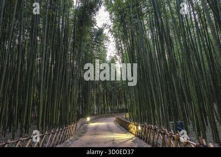 Simnidaebat Bambus Waldweg bei Nacht. Der berühmte Bambuswald im Ulsan Taehwagang River Grand Park hat ein ausgedehntes Bambusfeld, das das Are bedeckt Stockfoto